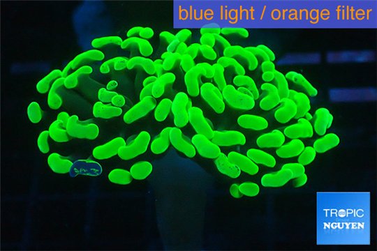 Euphyllia paraancora neon green 4-6 cm WYSIWYG acclimaté