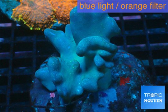 Lobophytum 8-12 cm WYSIWYG acclimaté