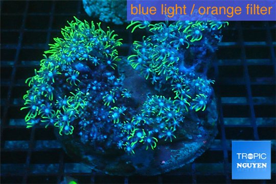 Pachyclavularia neon green 8-12 cm WYSIWYG acclimaté
