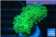 Euphyllia yaeyamaensis green 5-8 cm WYSIWYG acclimaté