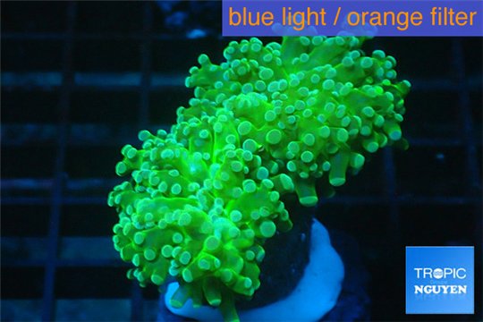 Euphyllia yaeyamaensis green 5-8 cm WYSIWYG acclimaté