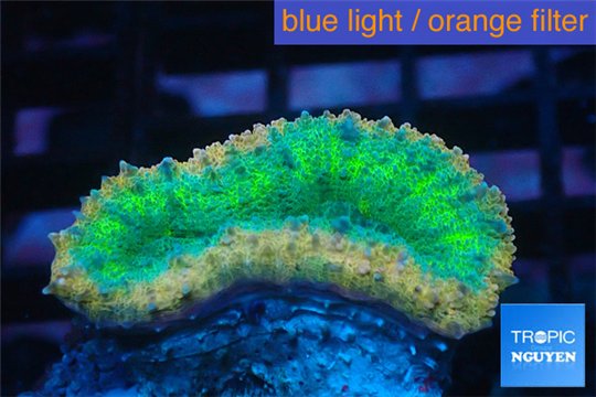 Lobophyllia green & red circle 3-5 cm WYSIWYG acclimaté