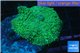 Rhodactis green big leaf 1 polyp WYSIWYG acclimaté