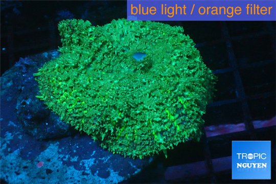 Rhodactis green big leaf 1 polyp WYSIWYG acclimaté