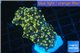 Euphyllia paradivisa orange 4-8 cm WYSIWYG acclimaté