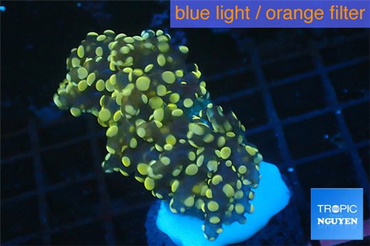 Euphyllia paradivisa orange 4-8 cm WYSIWYG acclimaté