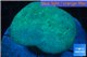 Sarcophyton long polyps 7-12 cm WYSIWYG acclimaté