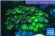 Palythoa neon green 10-16 cm WYSIWYG acclimaté
