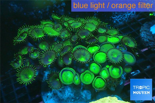 Palythoa neon green 10-16 cm WYSIWYG acclimaté