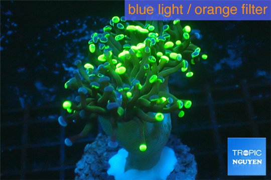 Euphyllia paraancora reverse golden green 4-7 cm WYSIWYG acclimaté