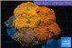 Rhodactis red blue superman 8-12 cm WYSIWYG acclimaté