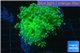 Euphyllia yaeyamaensis green 4-7 cm WYSIWYG acclimaté