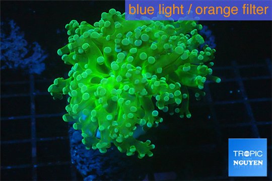 Euphyllia yaeyamaensis green 4-7 cm WYSIWYG acclimaté