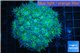 Duncanopsammia green 7-10 cm WYSIWYG acclimaté