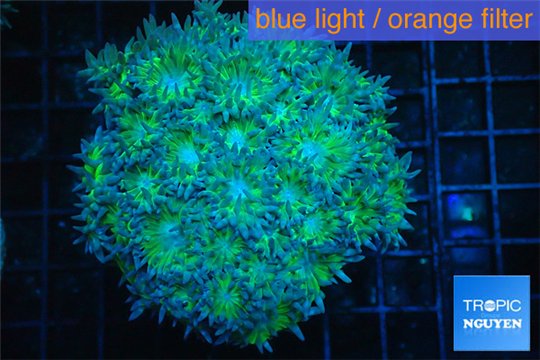Duncanopsammia green 7-10 cm WYSIWYG acclimaté