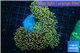 Euphyllia paradivisa orange 8-14 cm WYSIWYG acclimaté
