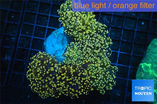 Euphyllia paradivisa orange 8-14 cm WYSIWYG acclimaté