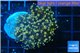 Euphyllia paradivisa orange 4-6 cm WYSIWYG acclimaté