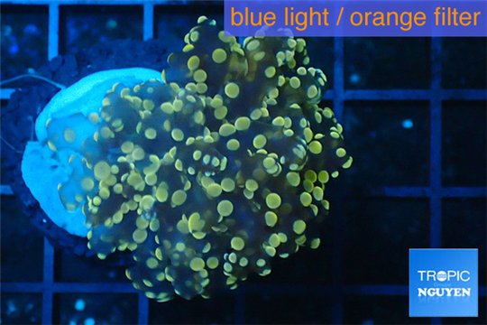 Euphyllia paradivisa orange 4-6 cm WYSIWYG acclimaté