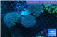 Sarcophyton multi body long polyps 9-14 cm WYSIWYG acclimaté