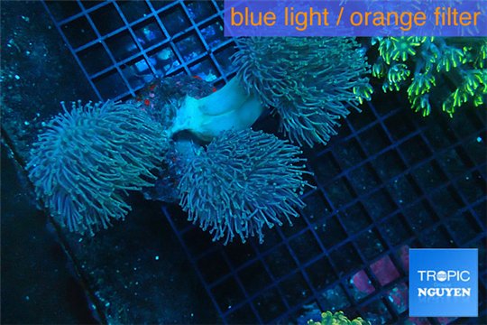 Sarcophyton multi body long polyps 9-14 cm WYSIWYG acclimaté