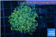 Euphyllia paradivisa orange 3-6 cm WYSIWYG acclimaté