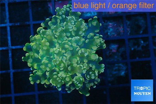 Euphyllia paradivisa orange 3-6 cm WYSIWYG acclimaté