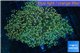 Euphyllia paradivisa orange 8-14 cm WYSIWYG acclimaté
