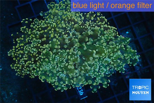 Euphyllia paradivisa orange 8-14 cm WYSIWYG acclimaté