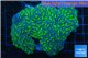 Euphyllia ancora green purple 8-14 cm WYSIWYG acclimaté