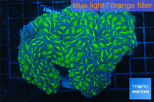 Euphyllia ancora green purple 8-14 cm WYSIWYG acclimaté