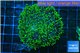 Ricordea neon green 5-8 cm WYSIWYG acclimaté
