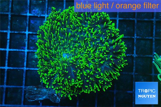 Ricordea neon green 5-8 cm WYSIWYG acclimaté