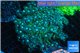 Goniopora green blue 6-9 cm WYSIWYG acclimaté