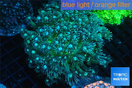 Goniopora green blue 6-9 cm WYSIWYG acclimaté