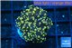 Euphyllia paradivisa orange 2-4 cm WYSIWYG acclimaté