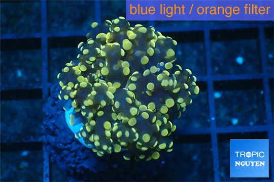 Euphyllia paradivisa orange 2-4 cm WYSIWYG acclimaté