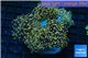 Euphyllia paradivisa orange 8-14 cm WYSIWYG acclimaté