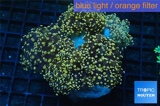 Euphyllia paradivisa orange 8-14 cm WYSIWYG acclimaté