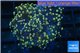 Euphyllia paradivisa orange 4-6 cm WYSIWYG acclimaté