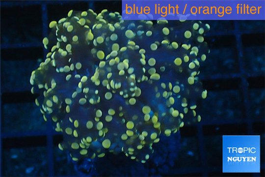 Euphyllia paradivisa orange 4-6 cm WYSIWYG acclimaté
