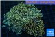 Euphyllia paradivisa orange 8-14 cm WYSIWYG acclimaté