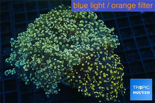 Euphyllia paradivisa orange 8-14 cm WYSIWYG acclimaté
