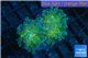 Euphyllia paraancora gold green 2 polyps WYSIWYG acclimaté