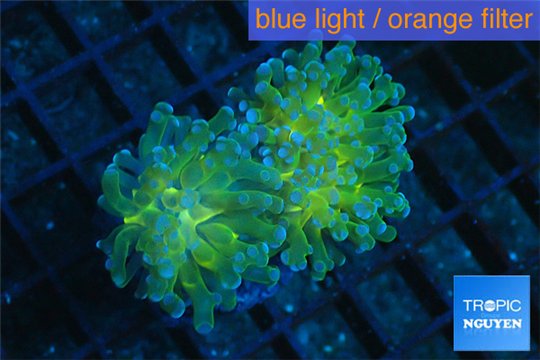 Euphyllia paraancora gold green 2 polyps WYSIWYG acclimaté