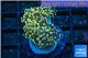 Euphyllia paradivisa orange 4-6 cm WYSIWYG acclimaté