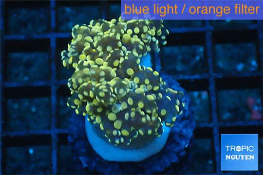 Euphyllia paradivisa orange 4-6 cm WYSIWYG acclimaté