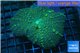 Rhodactis green big leaf 1 polyp WYSIWYG acclimaté