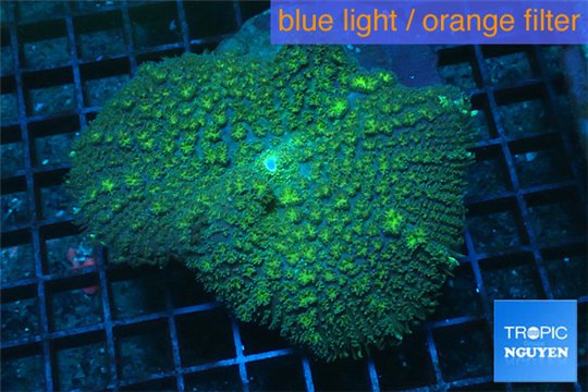 Rhodactis green big leaf 1 polyp WYSIWYG acclimaté