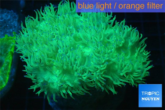 Catalaphyllia green & pink tip 7-14 cm WYSIWYG acclimaté